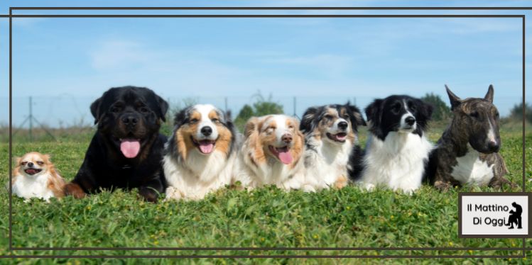 pensione per cani salerno
